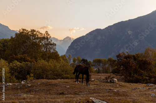 Horse on the field and sunset in the mountain. © Danil Nikonov