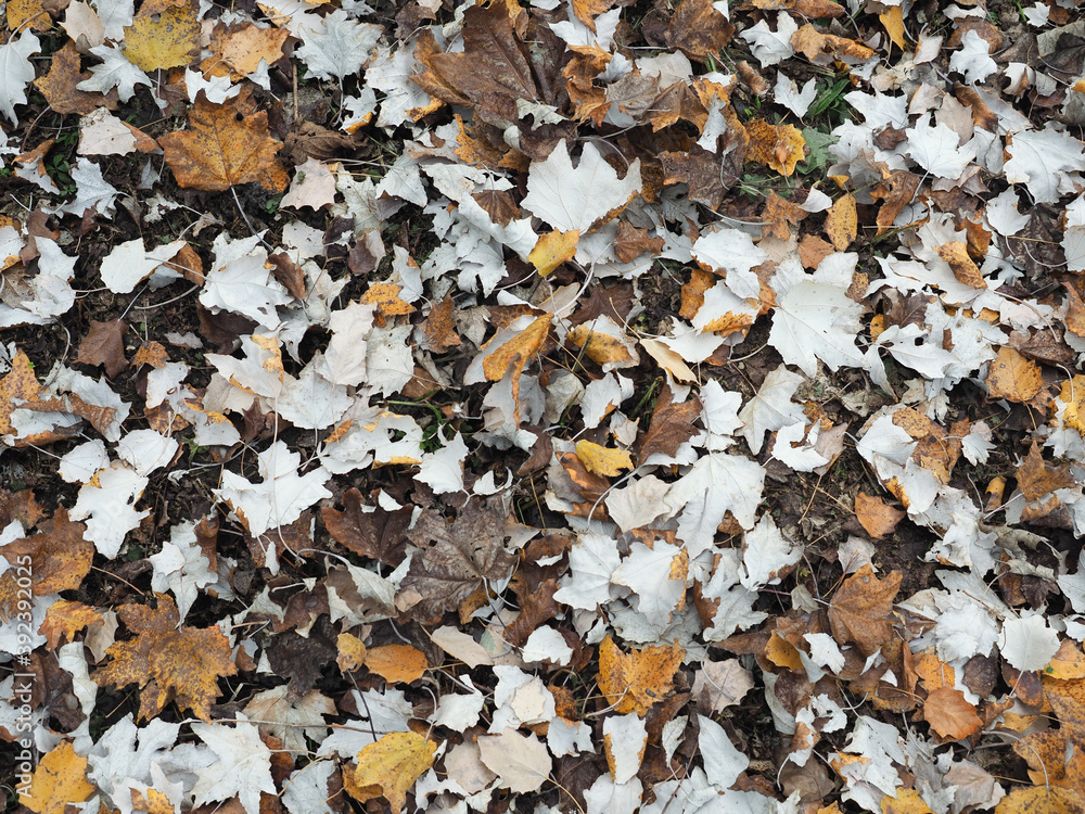 brown autumn leaves background brown autumn leaves background