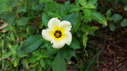 Turnera subulata or white Sage Rose flower (white buttercup, sulphur alder, politician's flower, dark-eyed turnera, and white alder) is a species of flowering plant in the passion flower family. photo