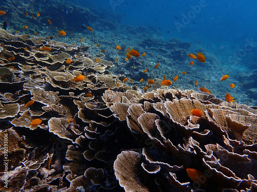 Photo Fish and corals under blue sea, underwater photography