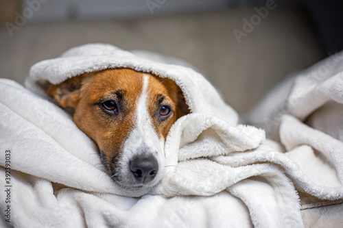 pensive Jack Russell Terrier hid under a white blanket thrown on top, comfort, horizontal, © Nataliia Makarovska