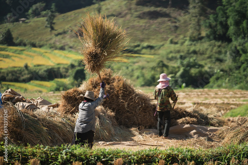 Φωτογραφία 14 November 2020, Farmers rice grain threshing during harvest time in Chiang rai