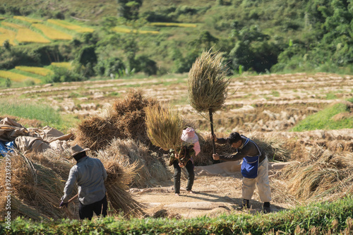 14 November 2020, Farmers rice grain threshing during harvest time in Chiang rai, northern Thailand