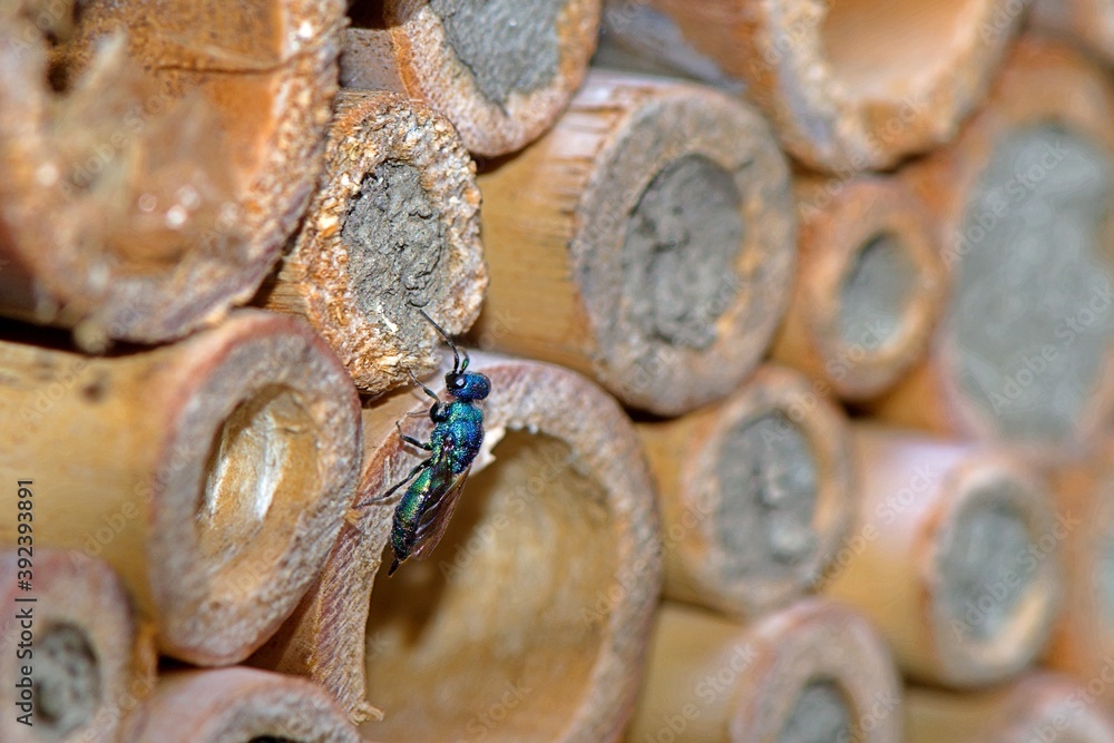 Złotolitka błękitna (Trichrysis cyanea) na pomocy gniazdowej. Ten klejnot wśród pszczół, pasożytuje w gniazdach innych błonkówek. Na zdjęciu poszukuje żywiciela dla swoich larw. - obrazy, fototapety, plakaty 