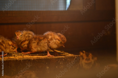 Fototapeta Naklejka Na Ścianę i Meble -  baby quail which is still several days old in a special cage