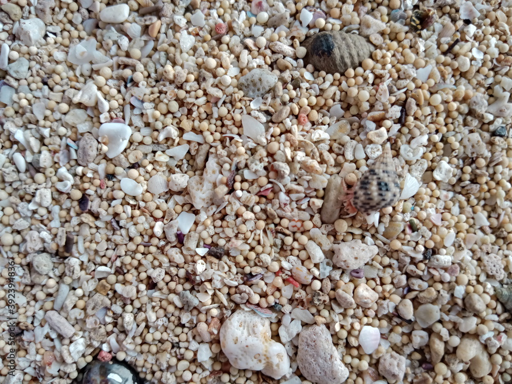Seashells on beach sand close up