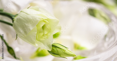 Soft focus  abstract floral background  white Eustoma flower with buds. Macro flowers backdrop for holiday brand design