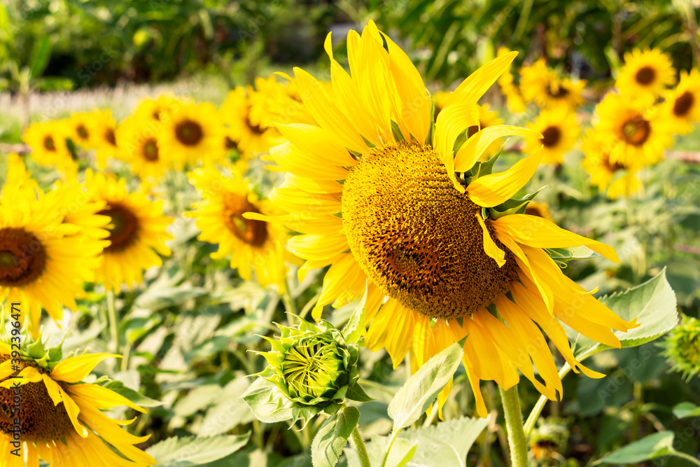 Naklejka premium Sunflower field landscape view in blooming on a meadow in the light of the setting sun. Beautiful sunflower flower on farm field in summer day.