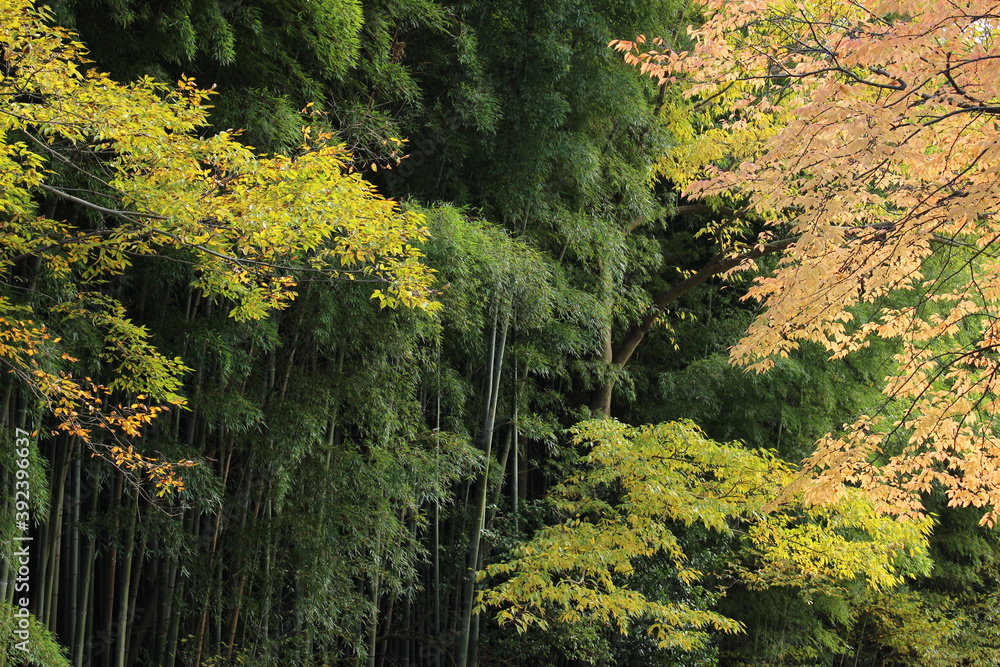 近江路の秋　紅葉