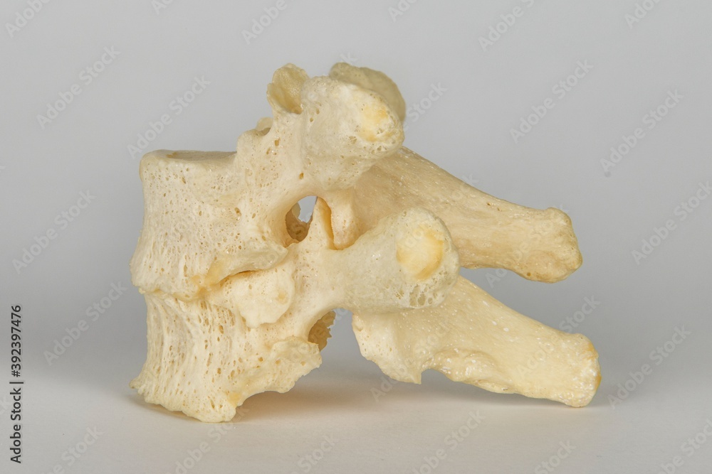 Fototapeta premium Skelett