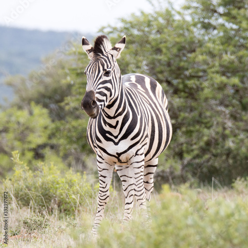 Addo Elephant National Park  Burchell s zebra