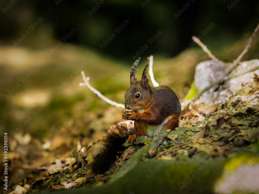 Eichhörnchen bei der Futtersuche im Wald Eichhörnchen bei der Futtersuche im Wald