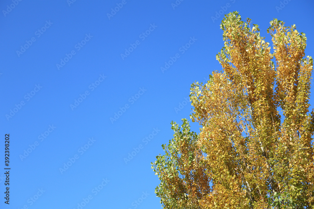 Fototapeta premium 青空とポプラの木 1 黄葉