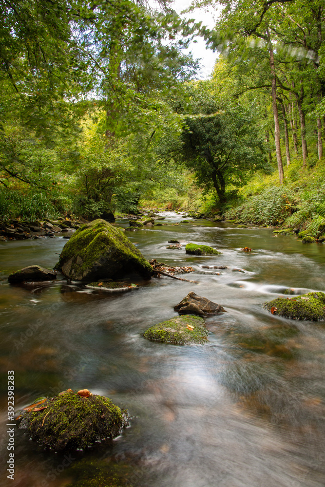 Obraz premium stream in the forest