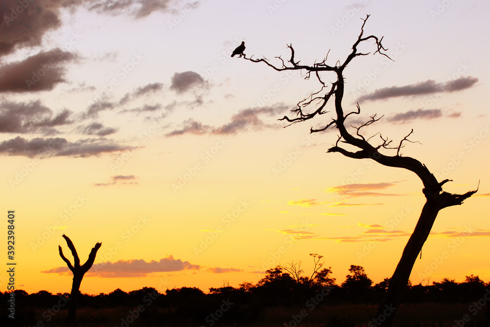 Eagle on a tree at sunset. Beautiful sunset in the African savannah with a dry tree and an eagle. Eagle on a tree at sunset. Beautiful sunset in the African savannah with a dry tree and an eagle.