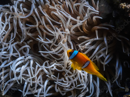 single twoband anemonefish on the seabed in the red sea
