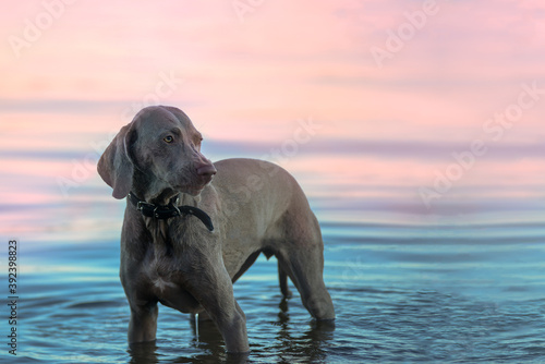 The disgruntled female of the weimaraner breed stands in the water early in the morning. Beautiful hunting dog walks in the morning haze 