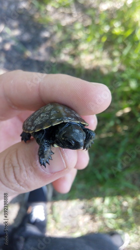 turtle in the park