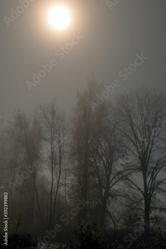 mystical landscape, blurred background, tree silhouette and moon in the dark, autumn fog, long exposure
