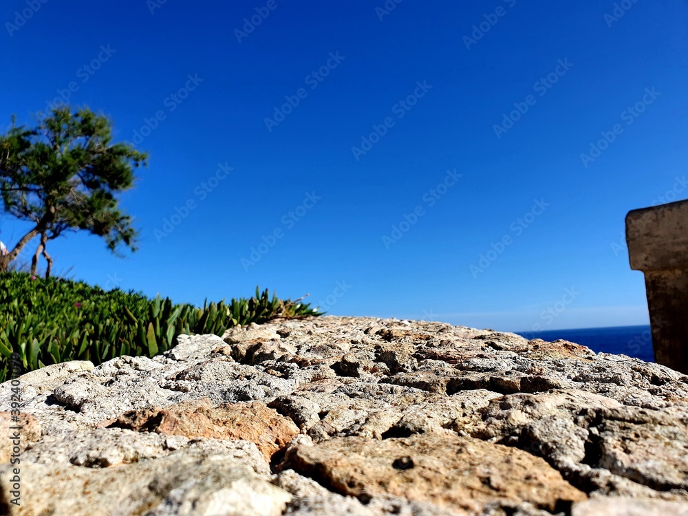 tree on a rock
