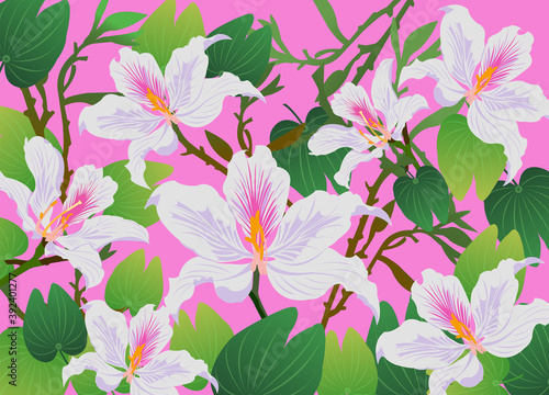 Beautiful Bauhinia flowers vector on pink background 