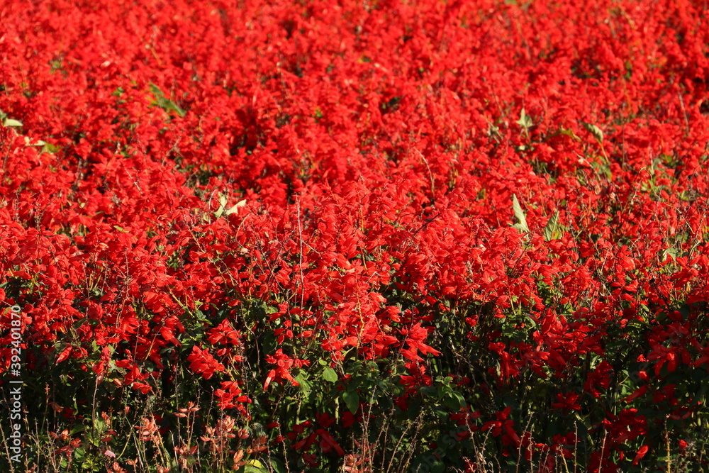 群れ咲く赤いサルビア blooming red color Salvia 1