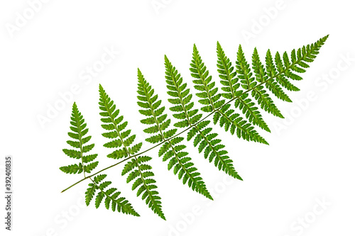 Green fern leaf on a white background, isolate. Natural dry leaf of the plant, ornament.