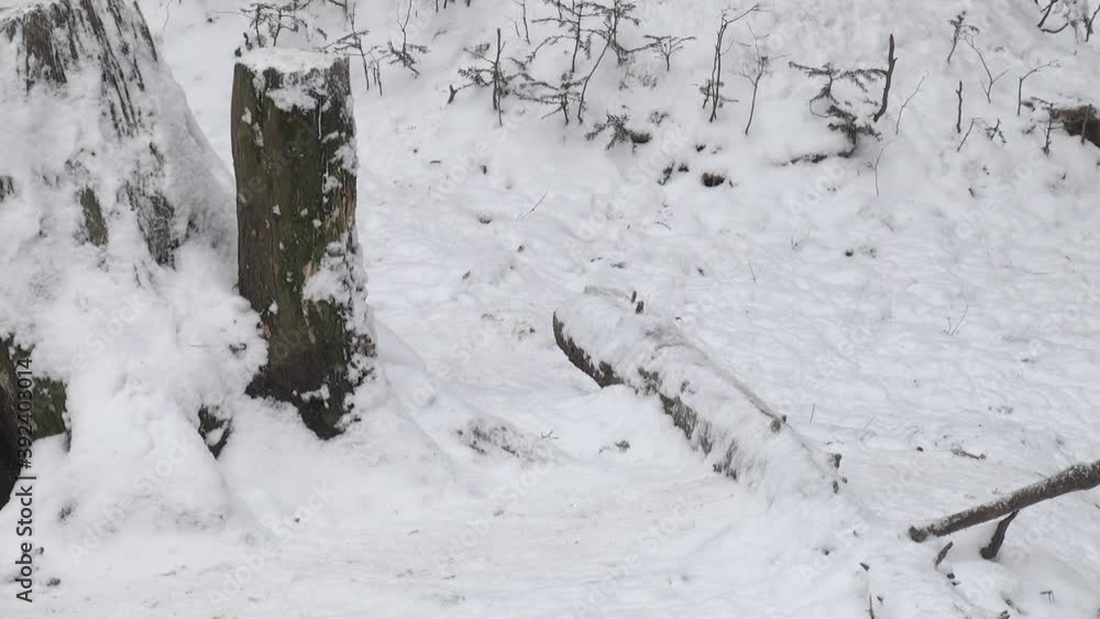 Wolves in the winter time, pack behavior in the snowy forest, on frost when they become tense,cleaned up with video denoiser, Wolves in the winter time, pack behavior in the snowy forest, on frost when they become tense,cleaned up with video denoiser,
