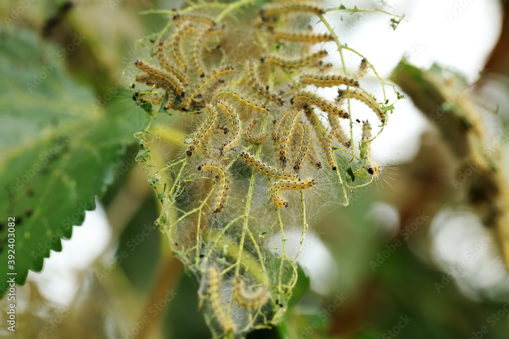  Hyphantria cunea larva crawling on green leaf