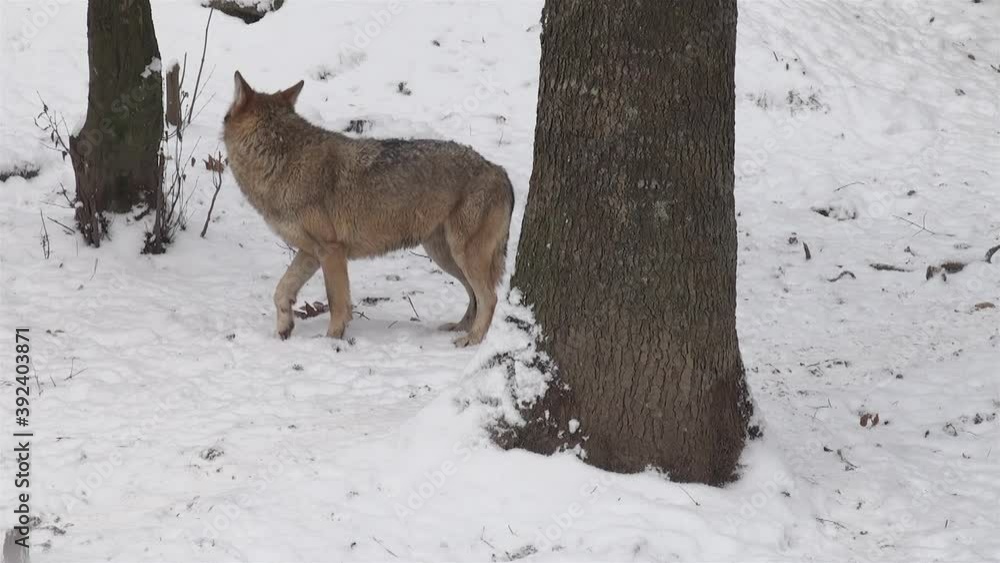 Wolves in the winter time, pack behavior in the snowy forest, on frost when they become tense,cleaned up with video denoiser, Wolves in the winter time, pack behavior in the snowy forest, on frost when they become tense,cleaned up with video denoiser,