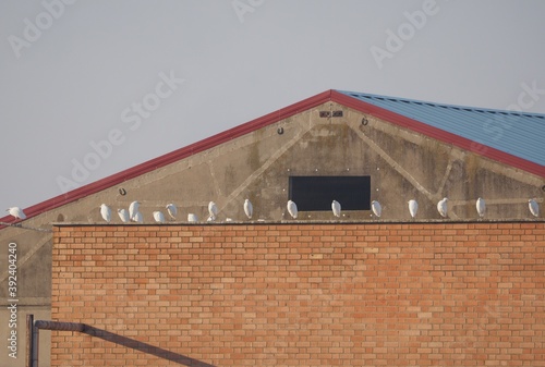 aves zancudas de plumaje color blanco, pico amarillo y patas griseshaciendo labores de mantenimiento en las inmediaciones de una fabrica de papel, lerida, españa, europa  photo