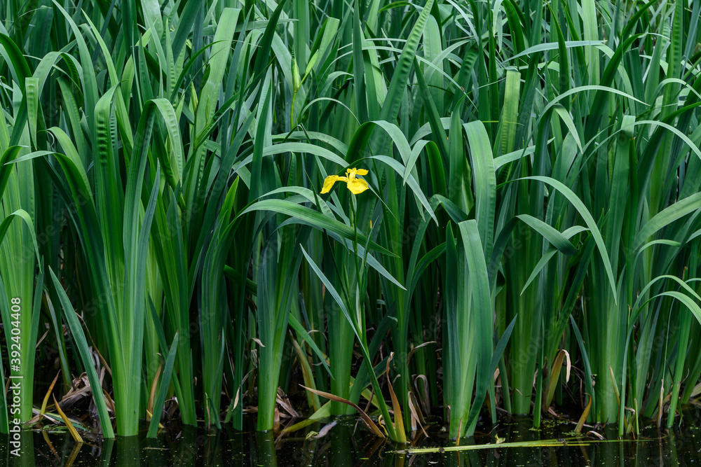 Obraz premium Delicate wild yellow iris flower in full bloom, in a garden in a sunny summer day, beautiful outdoor floral background.