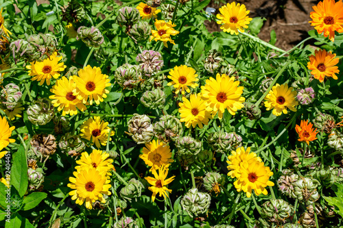 Many vivid yellow orange flowers of Calendula officinalis plant  known as pot marigold  ruddles  common or Scotch marigold in a sunny summer garden  textured floral background.