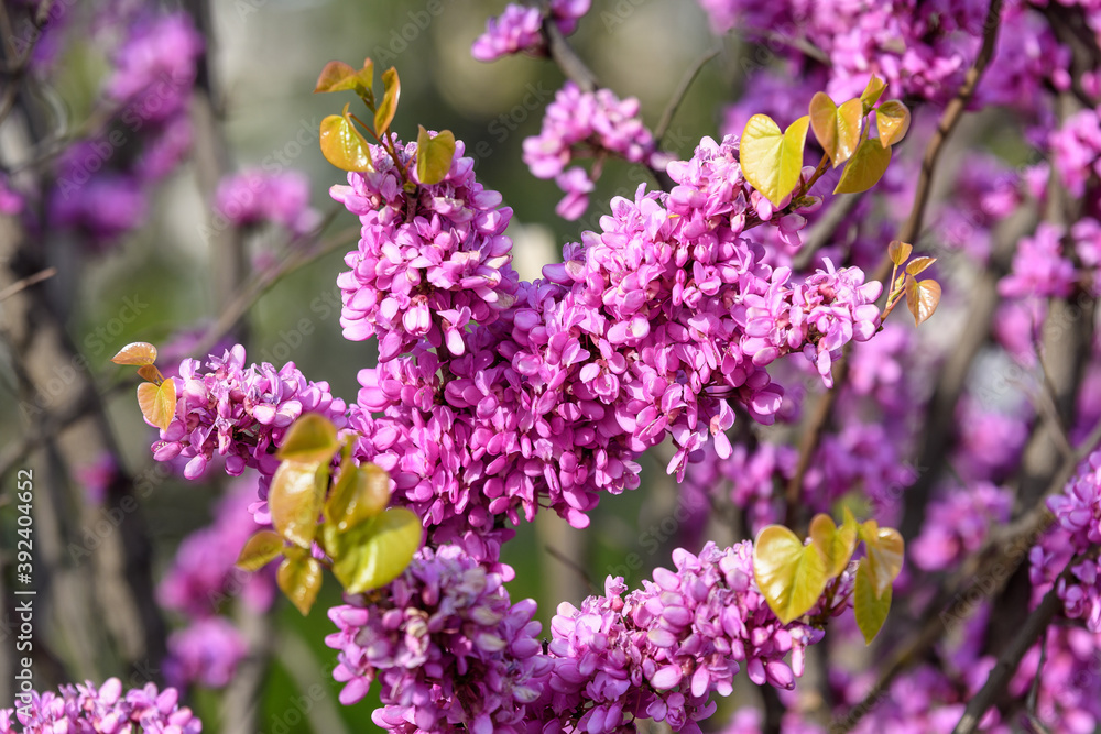 Obraz premium Many vivid pink flowers of Cercis siliquastrum, commonly known as Judas tree or Judas-tree, in a garden in a sunny spring day, beautiful outdoor floral background.