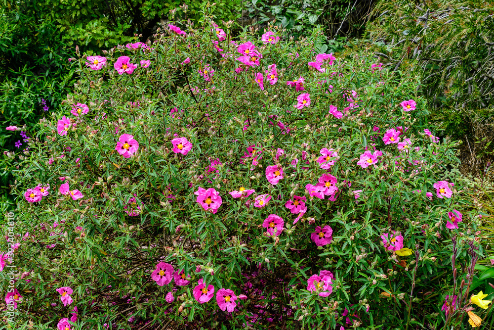 Close up of many delicate vivid pink Cistus flowers, commonly known as rockrose, in full bloom in a sunny summer garden, beautiful outdoor floral background.