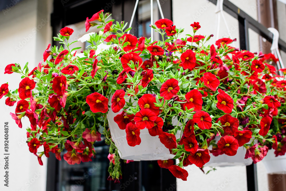 Side view of large group of vivid red Petunia axillaris flowers in a pot on green grass, in a garden in a sunny spring day, beautiful outdoor floral background.