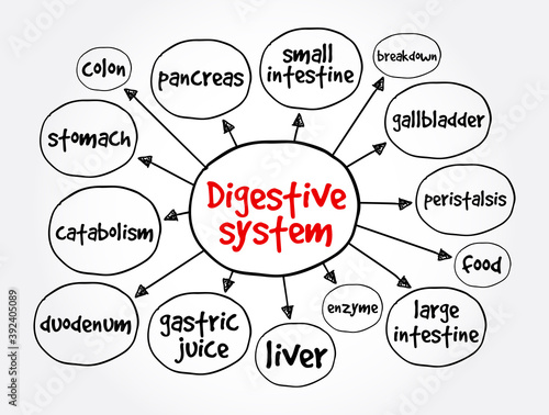 Digestive system mind map, health concept for presentations and reports photo