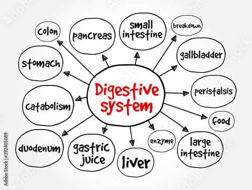 Digestive system mind map, health concept for presentations and reports