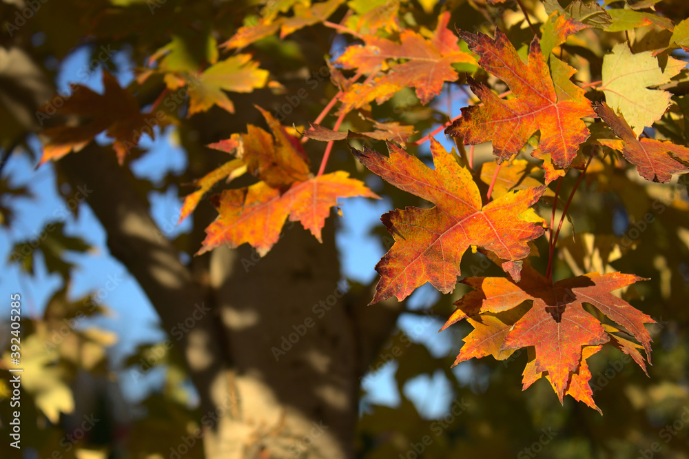 Fototapeta premium autumn maple with red and yellow leaves close-up