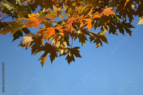 maple branch against the blue sky