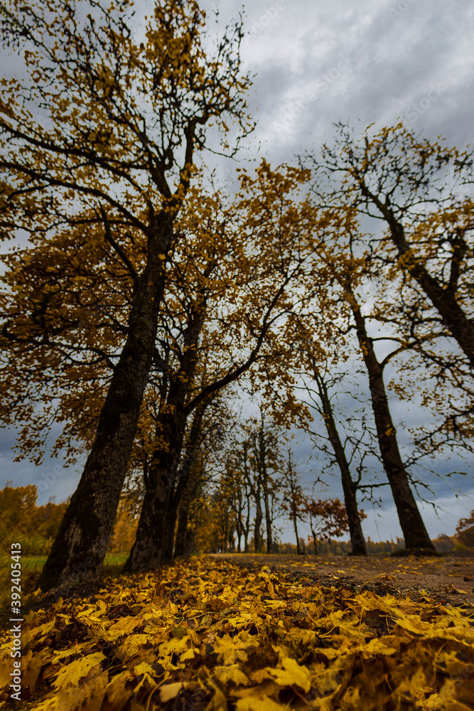 Fototapeta premium Nature of Latvia with fields and lakes