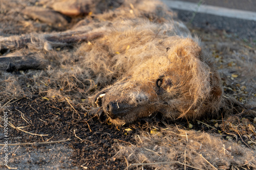 Carcass of Indian Striped Hyena Road-killed by vehicle, lying beside of road which passing through Forest 