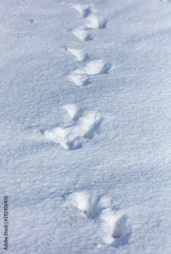 Dog footprints in the snow.