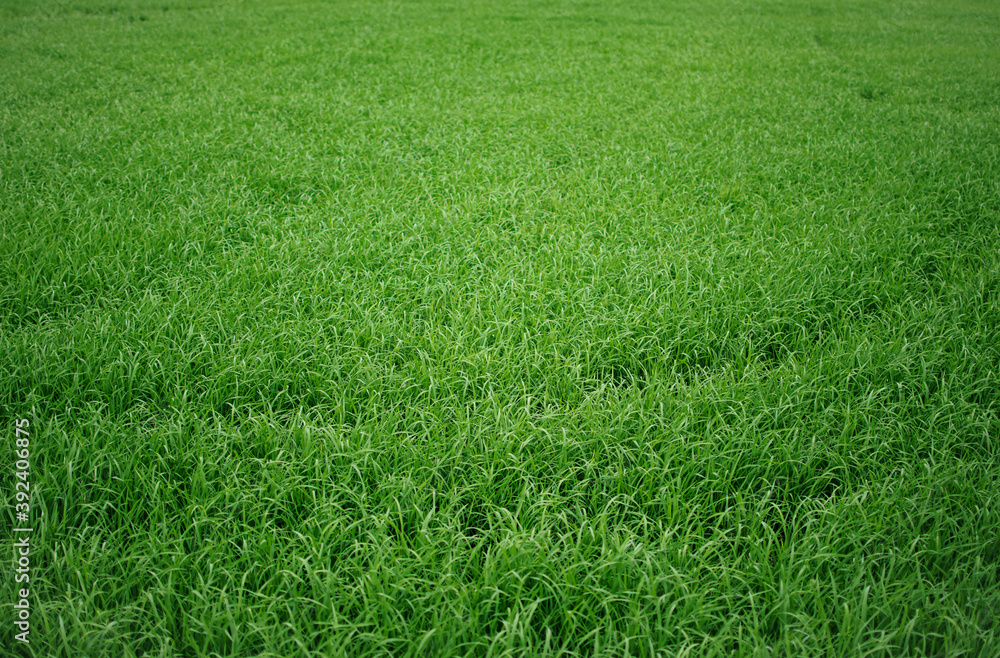 Green view of paddy field. Green rice field, green grass background.
Green view of paddy field. Green rice field, green grass background.