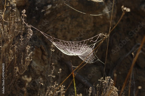 Foto TELA DE ARAÑA EN EL MONTE