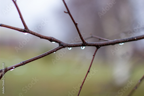 Water drops after rain on tree branches with a blurred background.