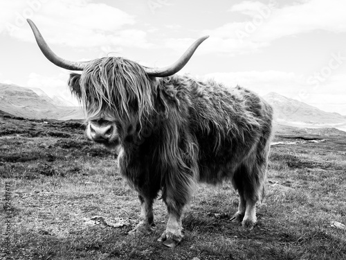 Highland cattle scottish cow black and white