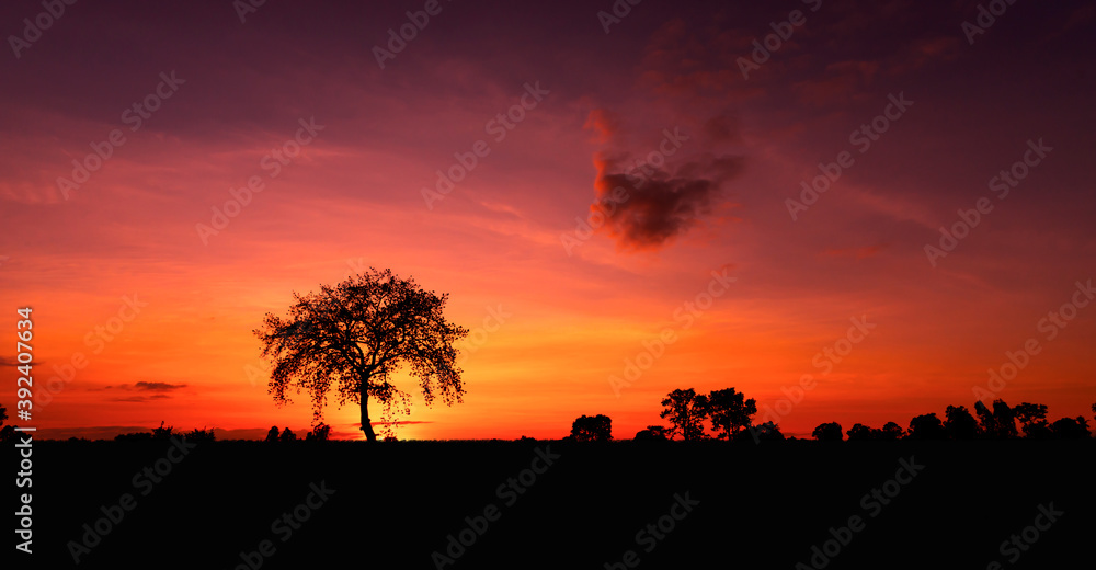 Amazing sunset and sunrise.Colorful night light.The silhouette of the big tree.For inserting text, background.