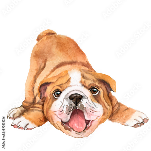 Watercolor illustration with english  bulldog with bandage on the neck  puppy  pet  pet  dog  friend