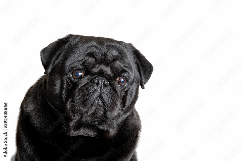 Black pug dog on a white background